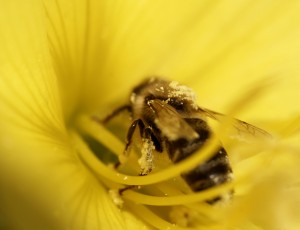 Comme se délivrer des parasites le programme vivre est sain