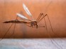 Soulager les démangeaisons des piqûres de parasites : tiques, puces, aoûtats, moustiques….