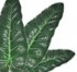 Des plantes aux feuilles toujours brillantes