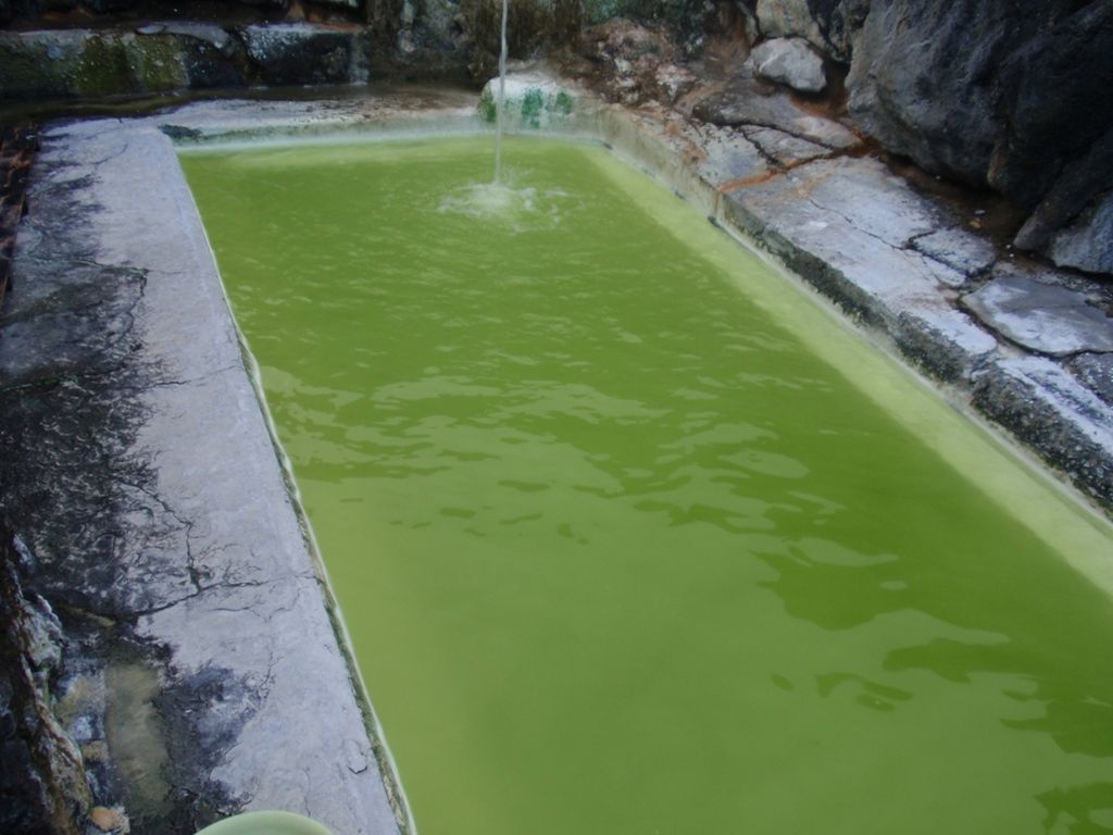 Algues vertes dans la piscine: à votre bicarbonate !