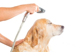 Shampoing désodorisant pour chiens