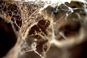 Poussiere allergenes