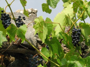 Raisin noir Bicarbonate de sodium / bicarbonate de soude utilisé contre l'oïdium et les moisissures