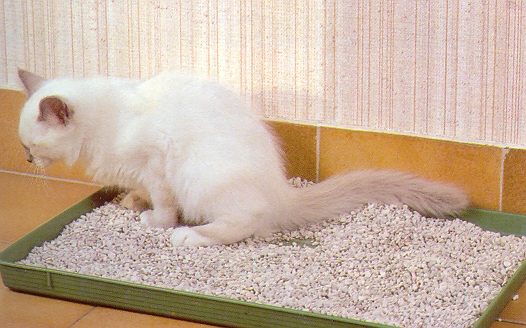 litiere chat odeur bicarbonate